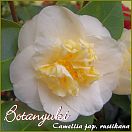 Botanyuki - Camellia japonica - Preisgruppe 2 (200)