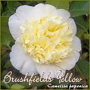 Brushfields Yellow - Camellia japonica - Preisgruppe 6 (88)