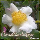 https://www.kamelienshop24.de/media/images/kamelienfotos-preview/camellia_oleifera1.jpg