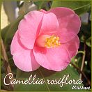 Camellia rosiflora - Wildart - Preisgruppe 2 (178)