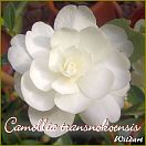 https://www.kamelienshop24.de/media/images/kamelienfotos-preview/camellia_transnokoensis1.jpg