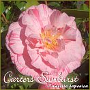Carters Sunburst - Camellia japonica - Preisgruppe 2 (69)