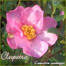 Cleopatra - Camellia sasanqua - Preisgruppe 7 (IT)