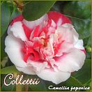 Collettii - Camellia japonica - Preisgruppe 7 (IT)