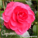 Coquettii - Camellia japonica - Preisgruppe 2 (31)