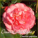 Dawns Early Light - Camellia japonica - Preisgruppe 6 (20)
