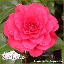 Dilecta - Camellia japonica - Preisgruppe 2 (218)