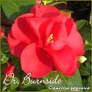 Dr. Burnside - Camellia japonica - Preisgruppe 8 (IT)
