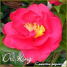 Dr. King - Camellia japonica - Preisgruppe 6 (NL)
