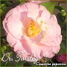 Dr. Tinsley - Camellia japonica - Preisgruppe 6 (71)