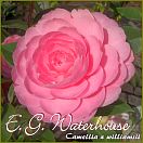 E. G. Waterhouse - Camellia x williamsii - Preisgruppe 2 (30)