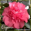 Elegans - Camellia japonica - Preisgruppe 4 (1)
