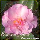 Eleonora Genoni - Camellia sasanqua - Preisgruppe 8 (IT)