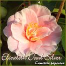 Elizabeth Dowd Silver - Camellia japonica - Preisgruppe 2 (67)