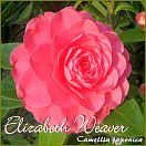 Elizabeth Weaver - Camellia japonica - Preisgruppe 4 (157)