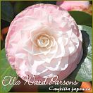 Ella Ward Parsons - Camellia japonica - Preisgruppe 7 (IT)