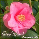 Fairy Wand - Camellia hybride - Preisgruppe 4 (220)