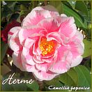 Herme - Camellia japonica - Preisgruppe 2 (35)