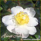 Hina Juki - Camellia sasanqua - Preisgruppe 5 (IT)