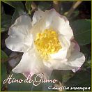Hino de Gumo - Camellia sasanqua - Preisgruppe 3 (IT)