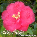 Holly Bright - Camellia japonica - Preisgruppe 2 (225)