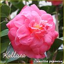 Kallista - Camellia japonica higo - Preisgruppe 4 (IT)