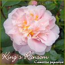 King´s Ransom - Camellia japonica - Preisgruppe 4 (465)