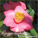 Kingyo-tsubaki - Camellia japonica - Preisgruppe 4 (IT)