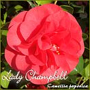 Lady Campbell - Camellia japonica - Preisgruppe 2 (6)