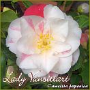 Lady Vansittart - Camellia japonica - Preisgruppe 2 (116)