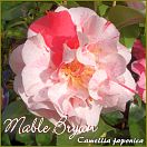 Mable Bryan - Camellia japonica - Preisgruppe 2 (156)