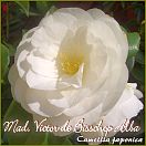 Mad. Victor de Bisschop Alba - Camellia japonica - Preisgruppe 4 (38)