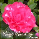 Maggi Maculata - Camellia - Preisgruppe 4 (175)