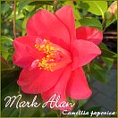 Mark Alan - Camellia japonica - Preisgruppe 2 (172)