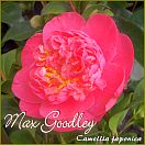 Max Goodley - Camellia japonica - Preisgruppe 6 (117)