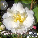 Meißner Porzellan - Camellia - Preisgruppe 2 (245)