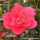Moshio - Camellia japonica - Preisgruppe 5 (IT)