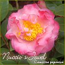 Nuccio´s Jewel - Camellia japonica - Preisgruppe 5 (IT)