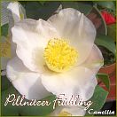 Pillnitzer Frühling - Camellia - Preisgruppe 2 (242)