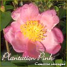 Plantation Pink - Camellia sasanqua - Preisgruppe 2 (1554)
