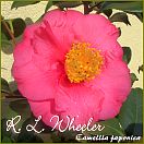R. L. Wheeler - Camellia japonica - Preisgruppe 4 (84)