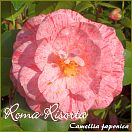 Roma Risorta - Camellia japonica - Preisgruppe 2 (99)