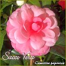 Sacco Vera - Camellia japonica - Preisgruppe 4 (143)