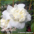 Snowball - Camellia japonica - Preisgruppe 7 (IT)