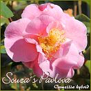 Souza´s Pavlova - Camellia hybrid - Preisgruppe 4 (129)