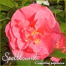 Spellbound - Camellia japonica - Preisgruppe 6 (155)
