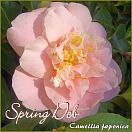 Spring Deb - Camellia japonica - Preisgruppe 4 (185)