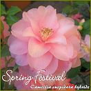 Spring Festival - Camellia cuspidata hybride - Preisgruppe 7 (IT)
