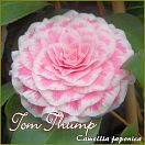Tom Thump - Camellia japonica - Preisgruppe 6 (255)