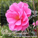 Valley Knudsen - Camellia reticulata hybride - Preisgruppe 8 (IT)